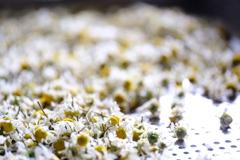 camomille séchée