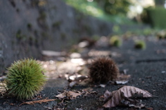 signe de I'automne