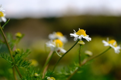 camomille