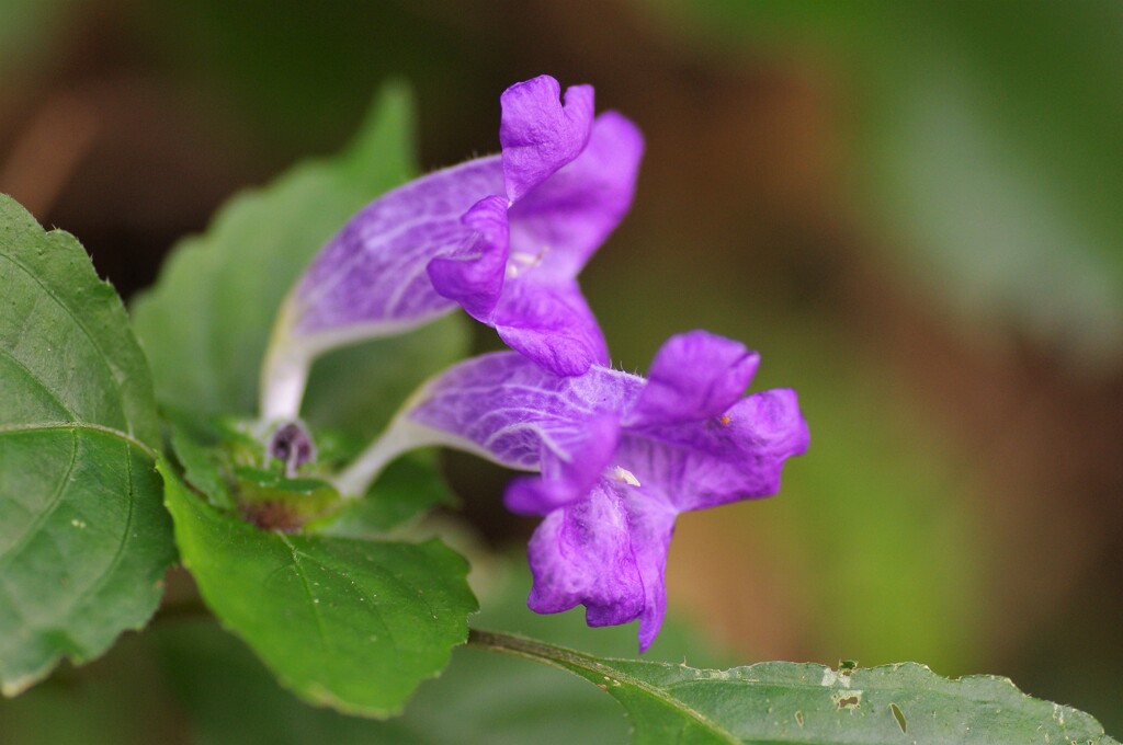 鈴虫花