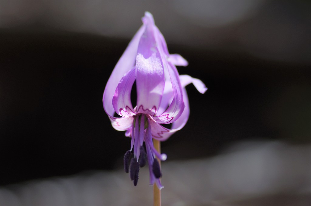 カタクリの花