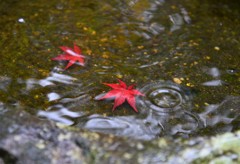 雨の日