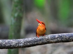 アカショウビン