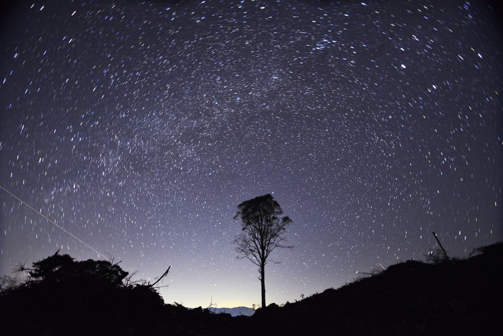 残され木と星空