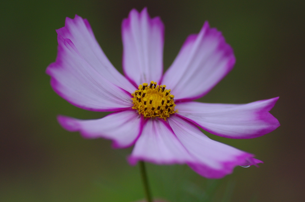 初夏の華