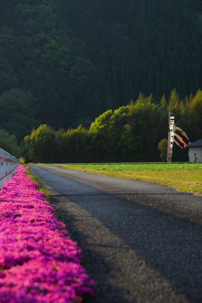 芝桜の道