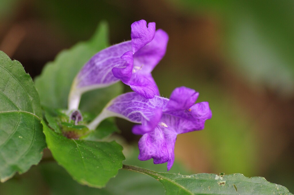 鈴虫花