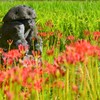 田んぼ隅の田の神様