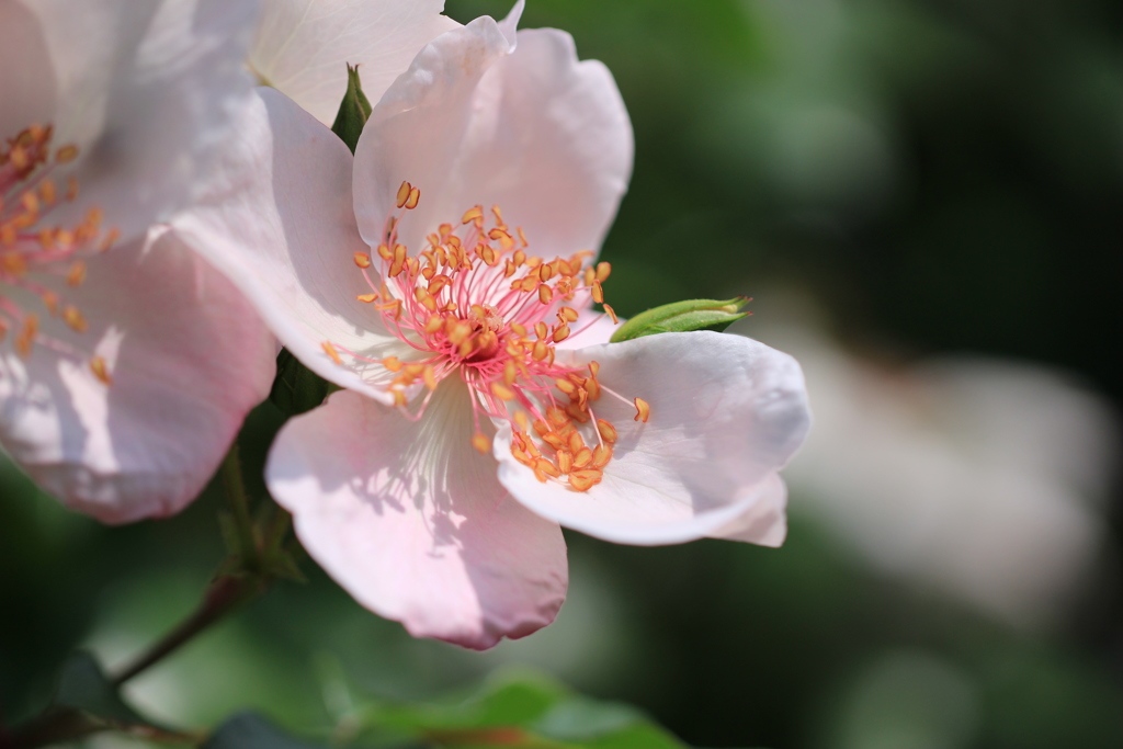 わたしも薔薇です