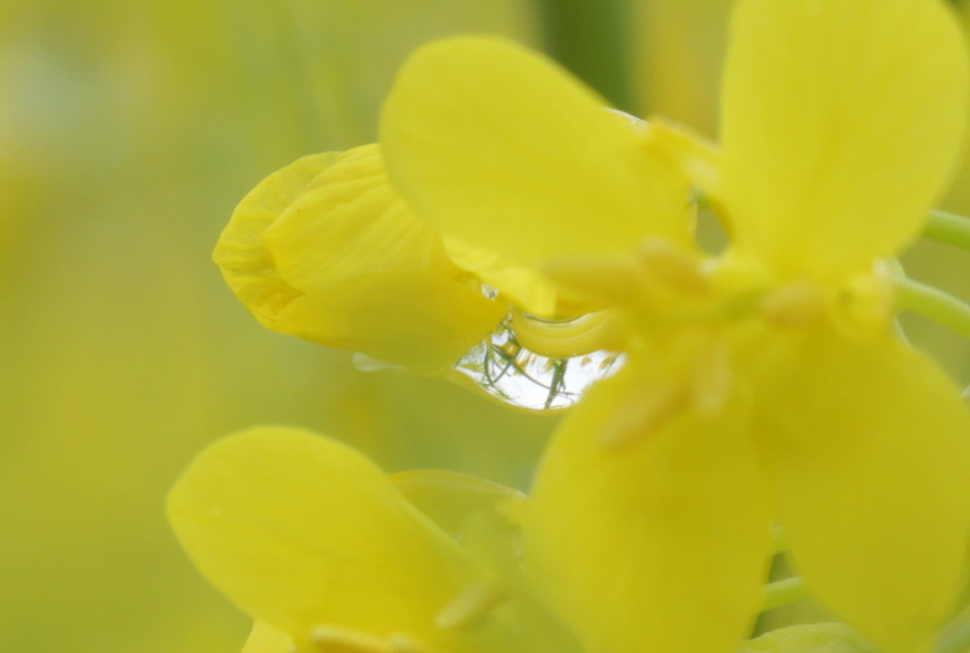 菜の花のしずく