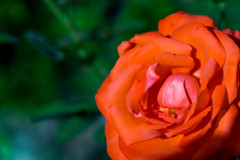薔薇