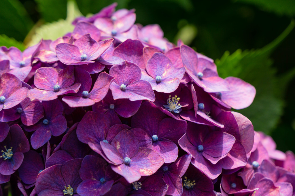 紫の紫陽花