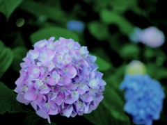 紫陽花