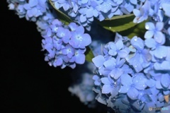 夜の紫陽花