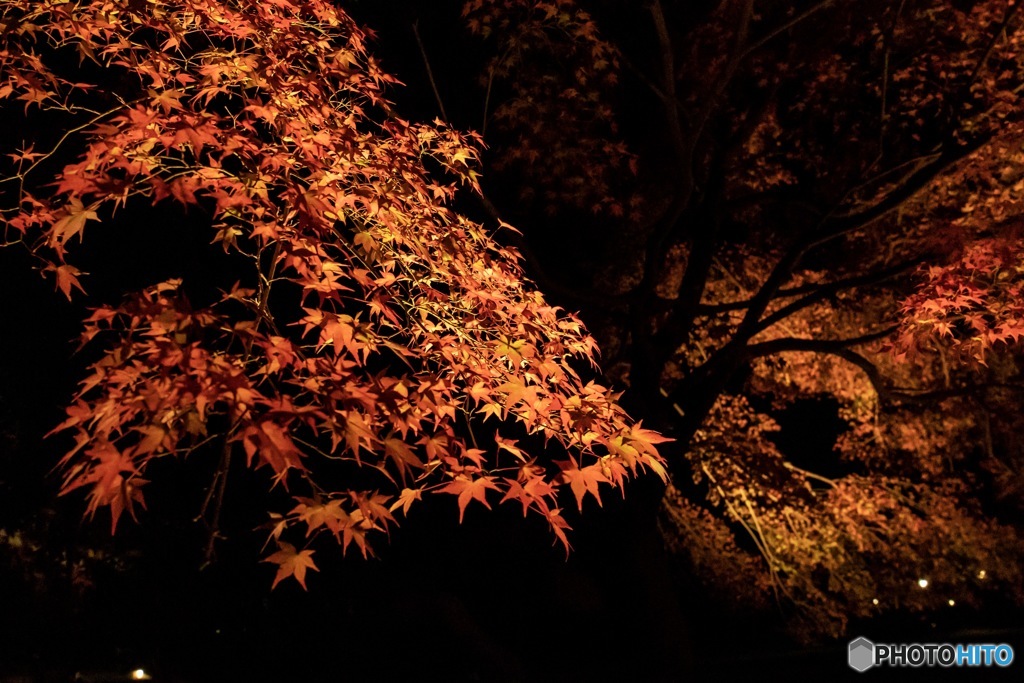 力強い紅