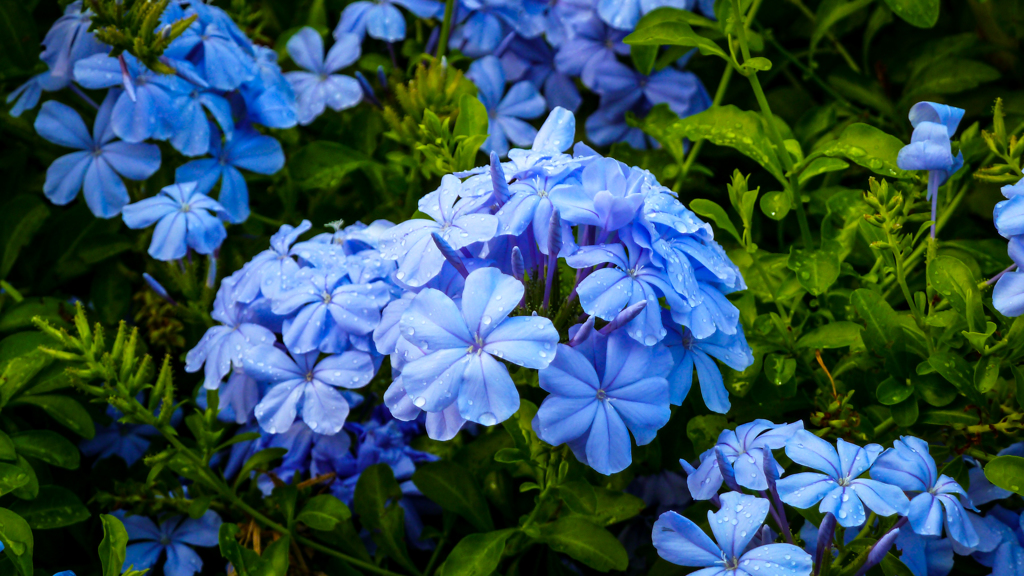 P1080538 untitled