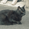 P.0575 The Cat(paiterly)