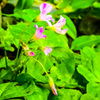 P1000497　untitled