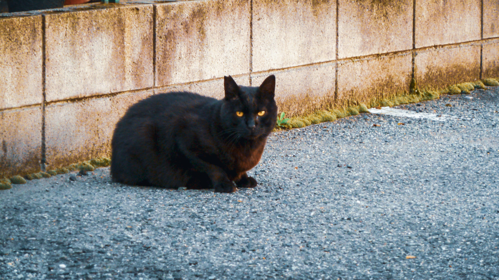 P.0603-2 The Cat(edited)