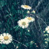 P.0426 Bellis perennis