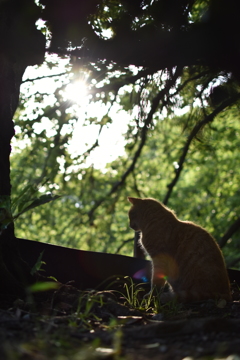 森の中の猫