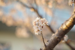 さくら
