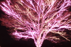 冬に光る木
