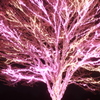 冬に光る木