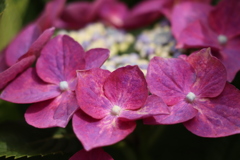 紫紅の花弁