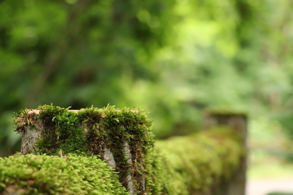 苔むす