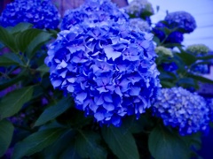紫陽花