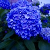 紫陽花