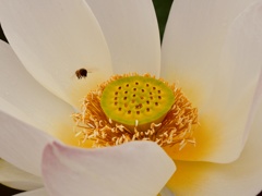 花の香りに包まれて