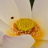 花の香りに包まれて