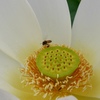 蜜を求めて