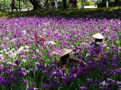 花摘み