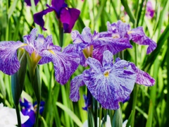  Iris ensata