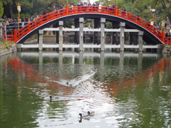 太鼓橋と鴨