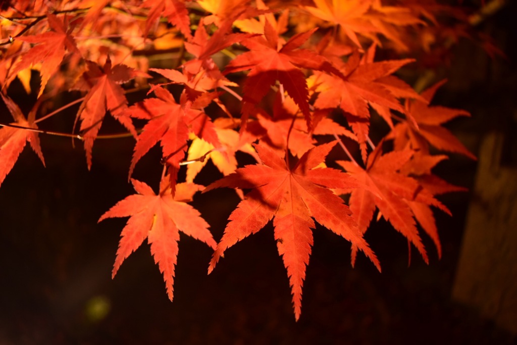 紅葉
