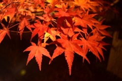 紅葉