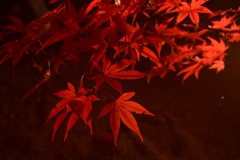 紅葉