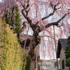 朝桜