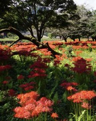 彼岸花に染まる