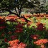 彼岸花に染まる
