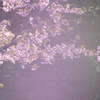 桜霞