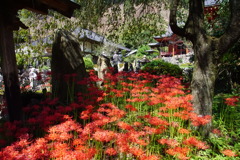 緋色のおもてなし　栃木県鹿沼市