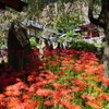 緋色のおもてなし　栃木県鹿沼市