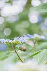 梅雨のお客様