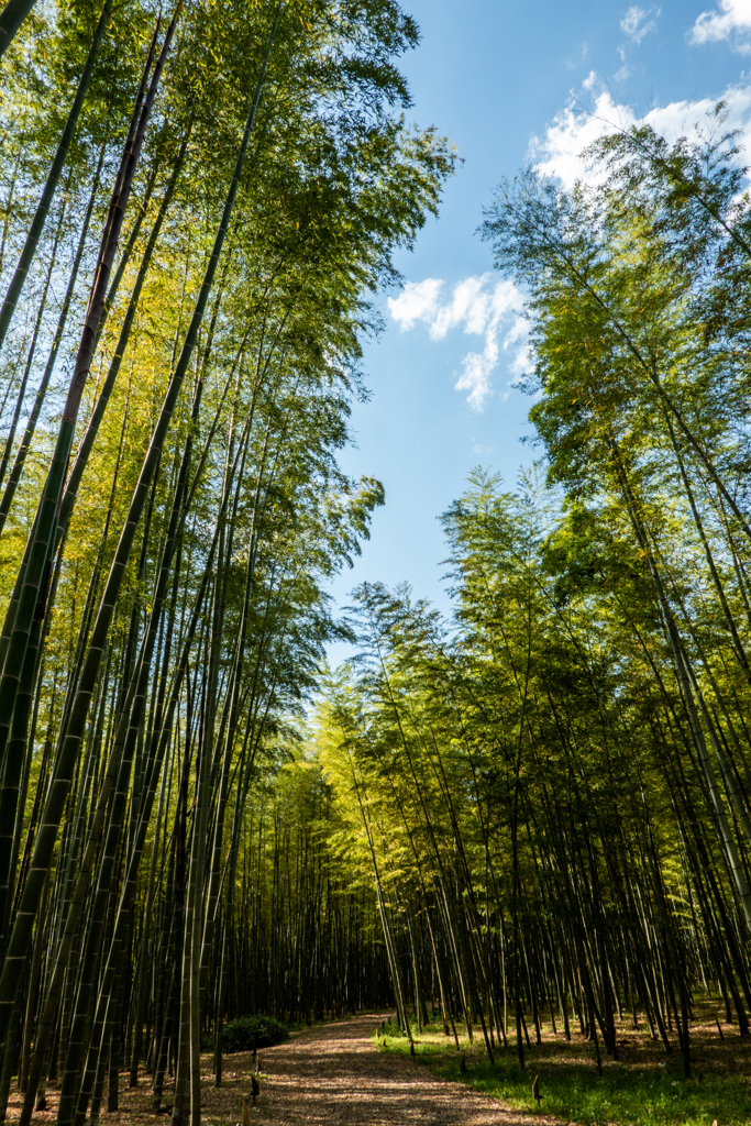 竹林涼感