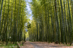 竹林の散歩道